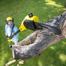 Tree Care